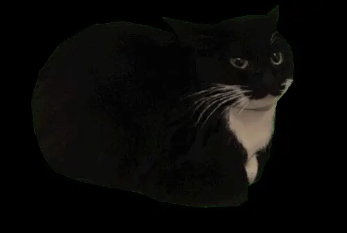 A tuxedo cat, black with a white chest and muzzle, sitting in a loaf against a dark background.